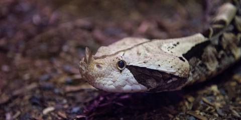 A snake, called a Gaboon viper, with a large body covered in white and black scales and two small horns extending from the tip of its snout.