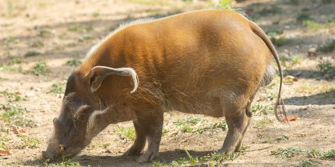 A red river hog with a long, knobbly snout, short legs, a slender tail and ears with long tufts of hair, grazes in the grass and dirt