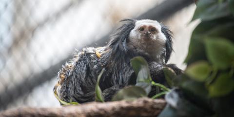 A small monkey, called a Geoffroy's marmoset, perched on a tree branch. The monkey has long fur black, orange and white fur and long tufts of fur on either side of its face.