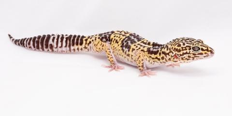 A small reptile, called an Iranian gecko, with short limbs, a thick striped tail and mottled brown and yellow patterning