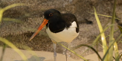 An American oystercatcher shows off its long orange beak in the Bird House's Delaware Bay aviary.