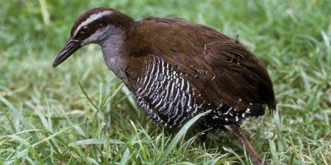 A Guam rail bird standing in the grass
