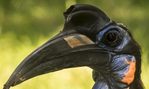 A close-up of a large bird, called an Abyssinian ground hornbill, with dark feathers and orange-blue coloring around its face, large, dark eyes, and a long, dark-gray, down-curved bill with a casque (or helmet-like structure)