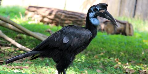 A large bird, called an Abyssinian ground hornbill, standing in the grass. It has dark feathers with light blue feathers at its neck, a long tail feather, strong legs, large eyes, and a long, down-curved bill with a casque (or helmet-like structure)