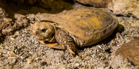 An African pancake tortoise with a flat shell, scaled limbs and a small head