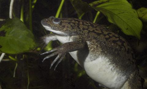 Olive and black frog resting underwater. Its underparts are white, flat head, & front legs have extremely long, pointed fingers
