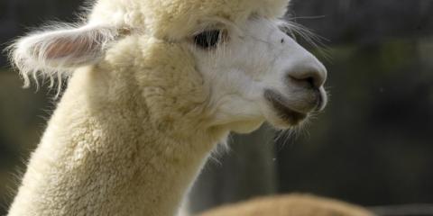The profile of an alpaca with white fur