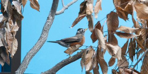 Side profile of an American robin, a medium-sized songbird with a bright orange belly, perches among tree branches with brown leaves still attached.
