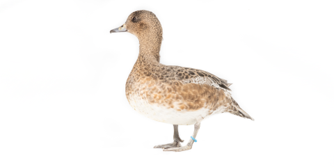 A female American wigeon, a medium-sized duck with tawny brown upperparts and creamy white belly, stands in side profile.