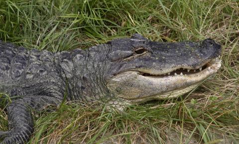 American alligator in the grass