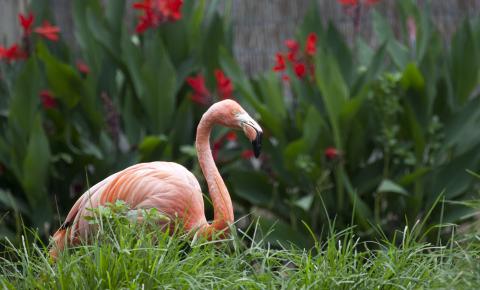 flamingo sitting in grass