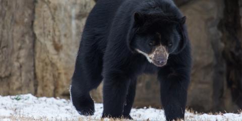 An Andean bear walking through the snow