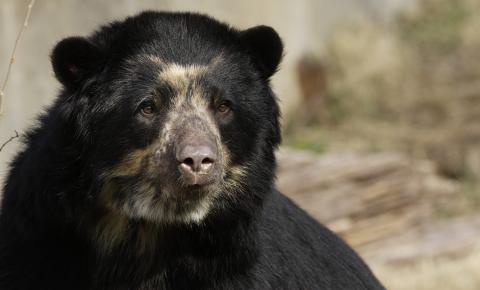 A close-up photo of an Andean bear that has dark fur and a lighter, tan patch of fur around its face and snout