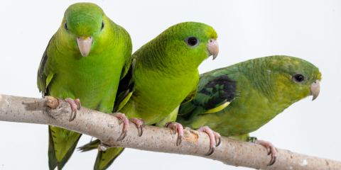 Three barred parakeets, small green members of the parrot family with dark green stripes on their wings, perch on a tree branch.