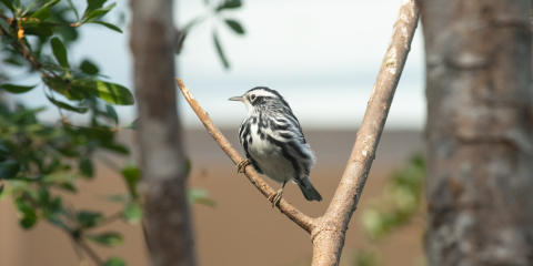 Black and white warbler perches in the crook of a v-shaped tree branch.