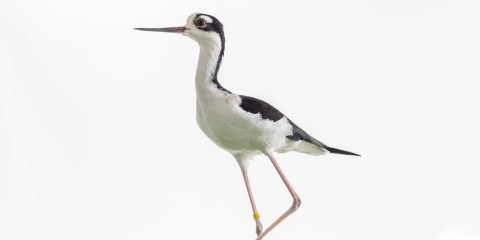 Side profile of a black-necked stilt, a medium-sized shorebord with long legs, a black and white body, a black neck and a long, thin conical bill.