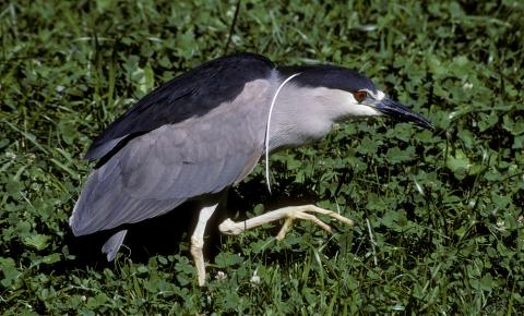 large gray bird with black cap and back. A white plume hangs across its shoulder as it gingerly steps across a lawn