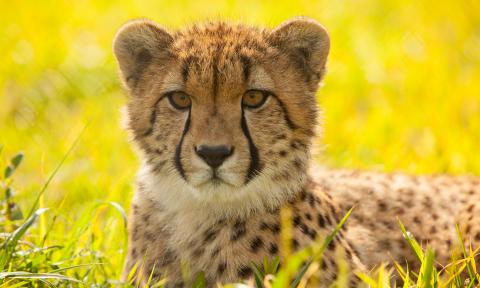 A cheetah laying in the grass on a sunny day
