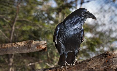 A medium-sized black bird, called a common raven, perched on a tree branch