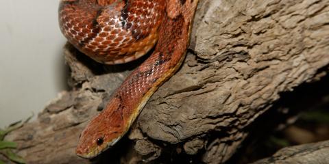 A red-orange snake with dark red spots, called a corn snake, moving over a piece of wood
