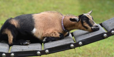 A goat laying down to rest on a platform with grass in the background