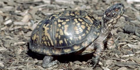 An eastern box turtle standing in mulch