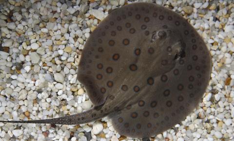 A freshwater stingray with a gray body and brown-black spots swimming over gravel and sand