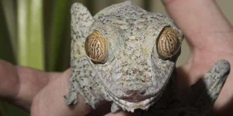 A giant leaf-tailed gecko held in a person's hand and looking directly at the camera