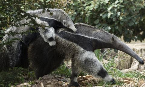 Baby anteater riding piggy back on its mother. They look identical to each other wtih long snouts, gray fur, and black chests
