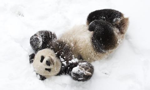 panda in snow