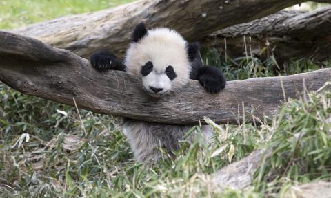 A giant panda leaning on a large branch on the ground