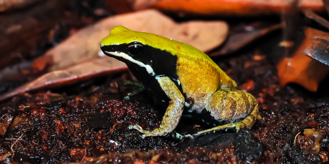 A side profile of a green mantella, a small green frog with a large black stripe that runs across its face and neck. 