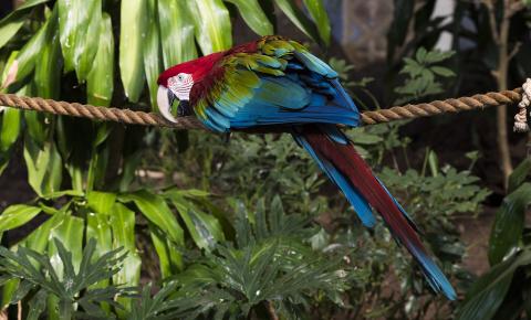 Green-winged macaw on a rope. Its head and tail are scarlet with blue and green mixed in on its wings and tail