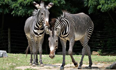 Two large hoofed animals with bold black and white stripes
