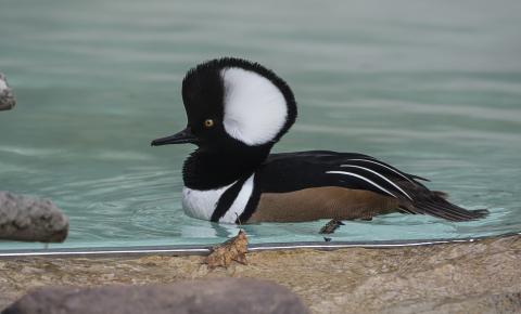 Duck with a shocking black crest with white interior, thin black bill, black back and brown sides floating on water