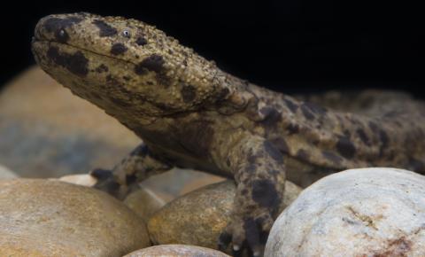 Side view of a large salamander showing the front legs