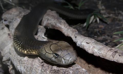 Large olive snake with prominent scales on its head