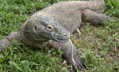 Komodo Dragon