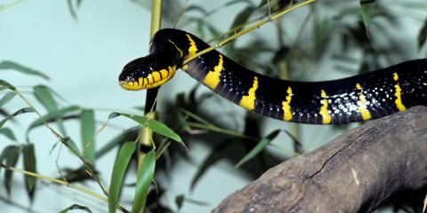 a black and yellow mangrove snake on a branch
