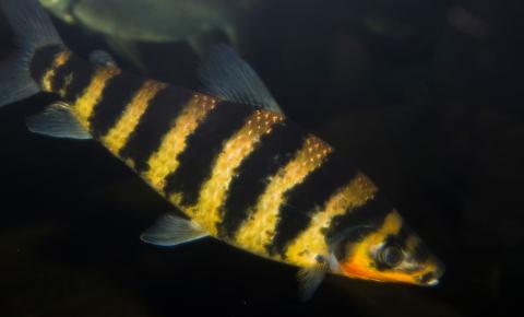 Striking alternate bands of black and pale orange adorn this fish