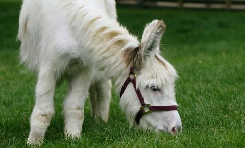 Petite white horselike creature grazing on green grass