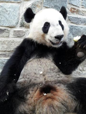 Giant panda Bei Bei eating a frozen pear