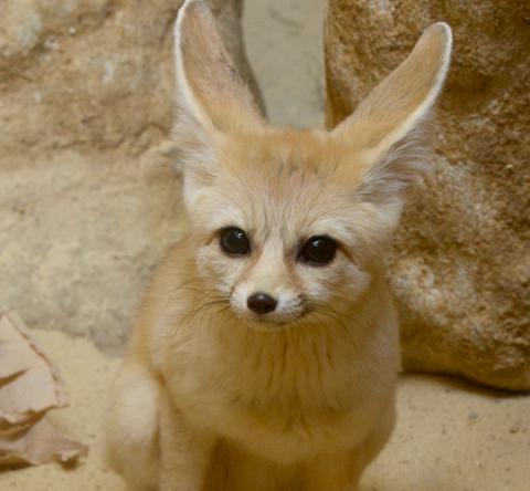 Meet Charlie The Fennec Fox | Smithsonian's National Zoo and ...