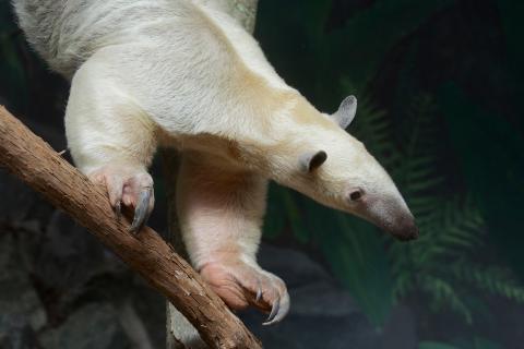 tamandua looks up