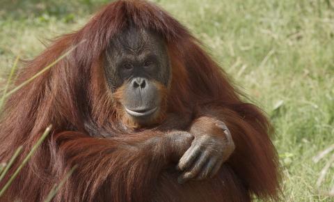 A Bornean orangutan sitting in the grass