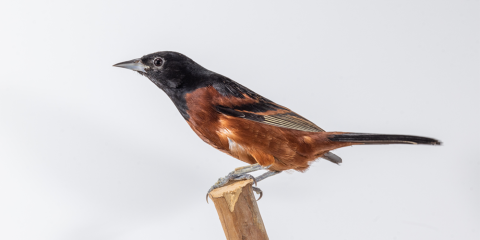 An orchard oriole, a small songbird with black upperparts and reddish-brown lower parts, perches on a tree branch. 