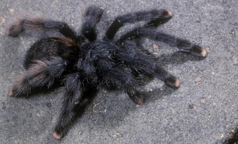large, hairy, gray spider. The tips of the legs are a pale pink
