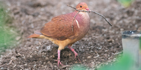 A ruddy quail-dove, a cinammon-colored member of the dove family, walks on the forest floor with a small stick in its mouth.