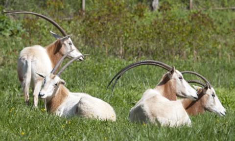 scimitar-horned oryx laying in grass