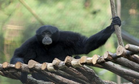 Black furry ape with long arms on a rope ladder